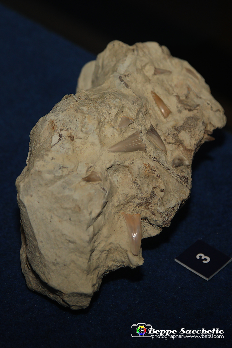VBS_9560 - Museo Paleontologico - Asti.jpg